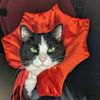 Mollythepandacatofficial