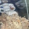 hermitcrabcare1