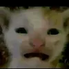 coscaisdaistao