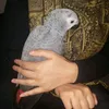 roxyhussain123
