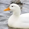 a.duck6996