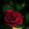 khadermalek.gmail.com