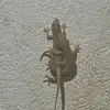 kekekek433