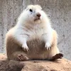 mimiomum