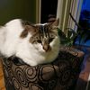 johannasalazar7029
