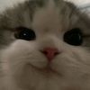 akuuaqqulls