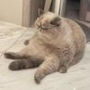 smunchfacedkitty