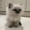 theboskotik