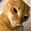 monkeychunkey2