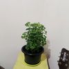 nanikaldara