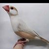 yasirkhokher61