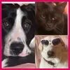 lafamigliaincredibilepet