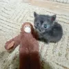 monkeylover0611
