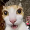 ana_betrizsdn5142