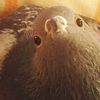 pigeonlatin
