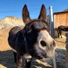 donkeydinners