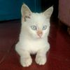 lisnawati.cbr