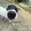 hangchuppachup