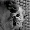 chnzwa_