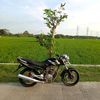 rojali_46