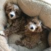 cavapoo_twins