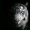 wak_nang126