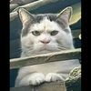 okkie_pratama