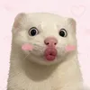 thichthicomman_1111