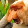 monkesai