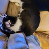 crimecat873