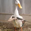 rubber_d._ducks