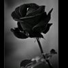 fallen_0421