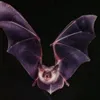 vampireanapriscila