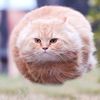 catticusmcfatticus