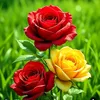 salm.nqabi