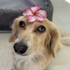 winnieduhwienerdog