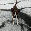 chickenbroccscrappy9