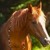 beadsforhorses.com