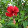 geshrao78