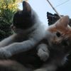 catmoyarie