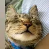 pate.meow._