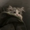 mewtelam137