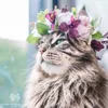 thecat0443