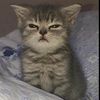 mini_kitsa_