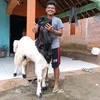 dedyirawan2163