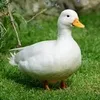 realduck3