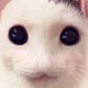d3dflwrd00dles