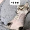 forgive_flooddd