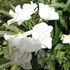 imane1233589