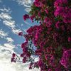 asma_49000